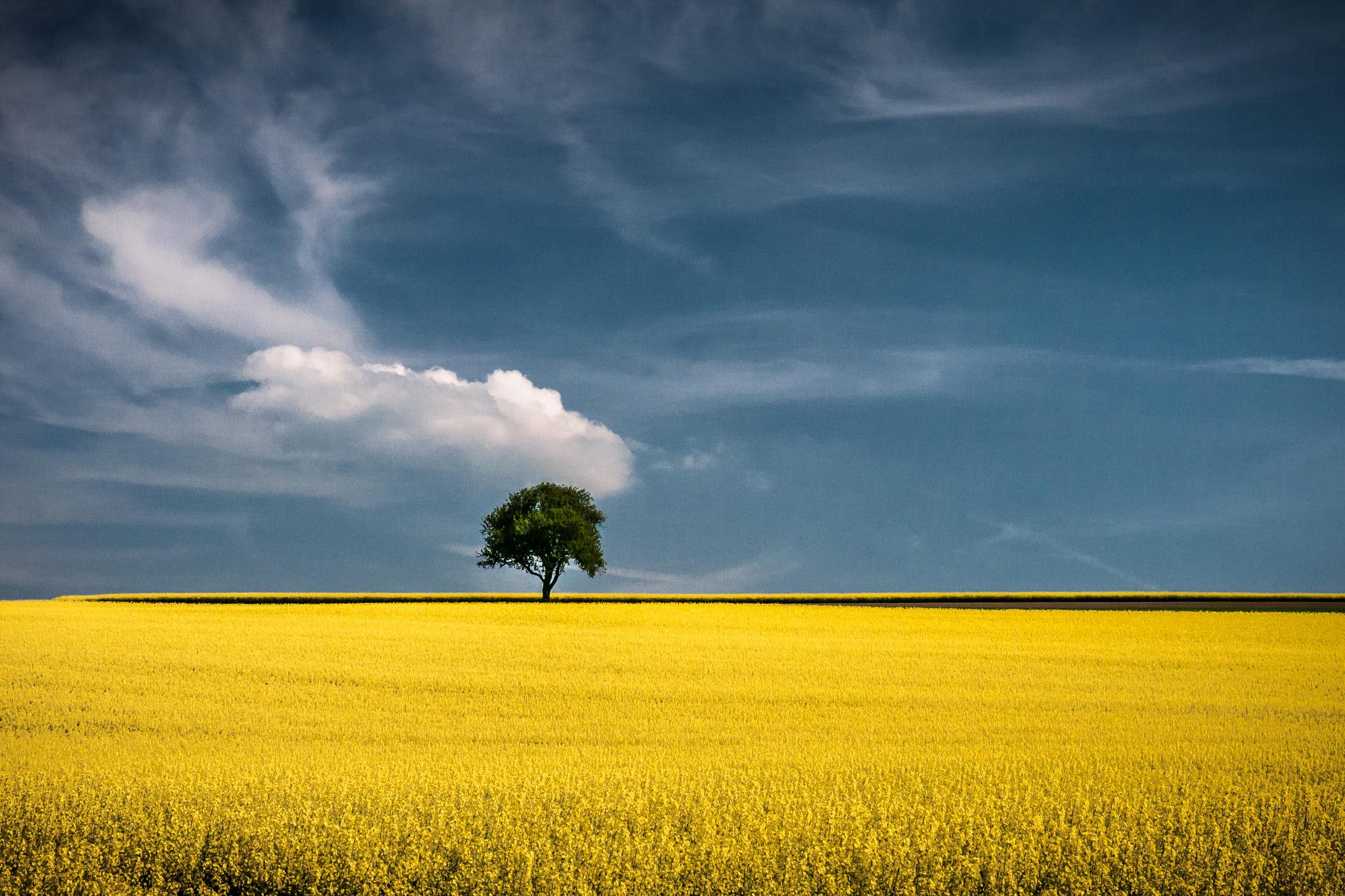 Желтое дерево в поле загрузить